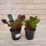 Кротон (Кодиеум) d12