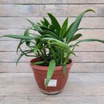 Эпипремнум кашпо d23