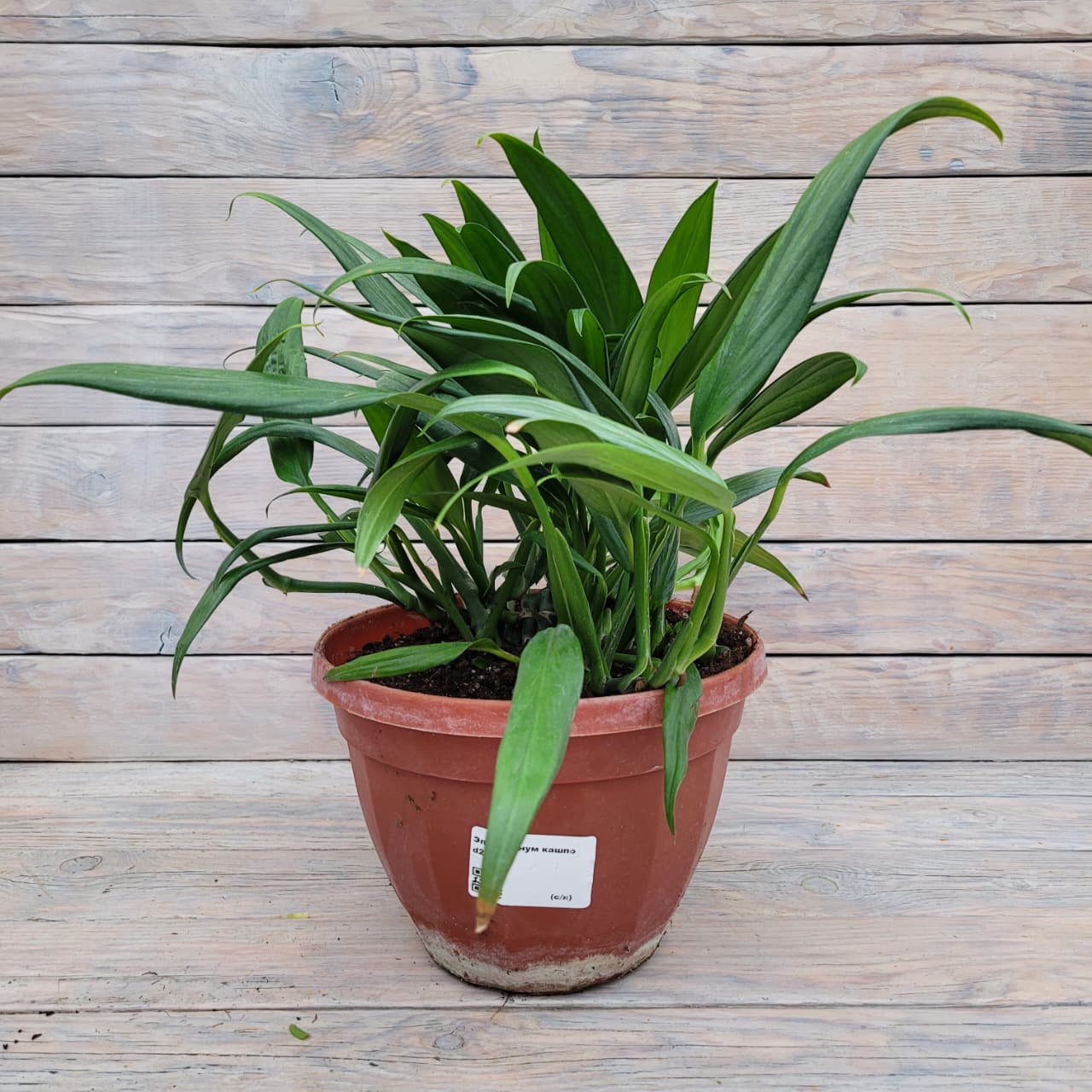 Эпипренум Эпипремнум кашпо d23 — изображение 1