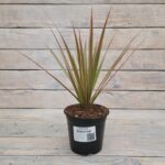 Драцена маргината Биколор d12