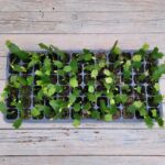 Декабрист (рождественник, Шлюмбергера) черенки — изображение 2