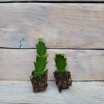 Декабрист (рождественник, Шлюмбергера) черенки — изображение 3