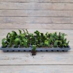 Декабрист (рождественник, Шлюмбергера) черенки