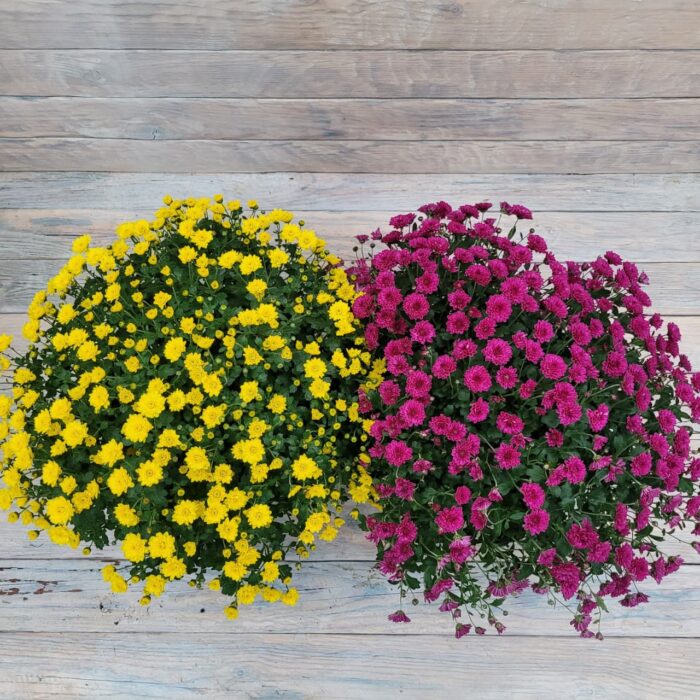 e0c13529-7b17-40d4-9cd8-d46f9d44b162 Хризантема Мультифлора большая — изображение 2