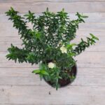 Мирт d15 — изображение 2