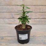 Адениум d12 (ЕТК)