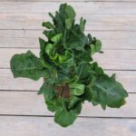 Филодендрон Атом d15 — изображение 2