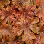 Гейхера гейхерелла Баттерд Рам "Buttered Rum" d9-10