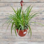 Хлорофитум Хохлатый Вариегатум (пестрый) кашпо d15