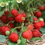 Клубника (земляника садовая) МИКС d9-10
