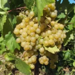 Виноград Краса Севера 3л