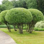 Ива ломкая Булата 6л