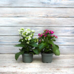 Каланхоэ d15