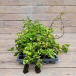 Крестовник черенки — изображение 2