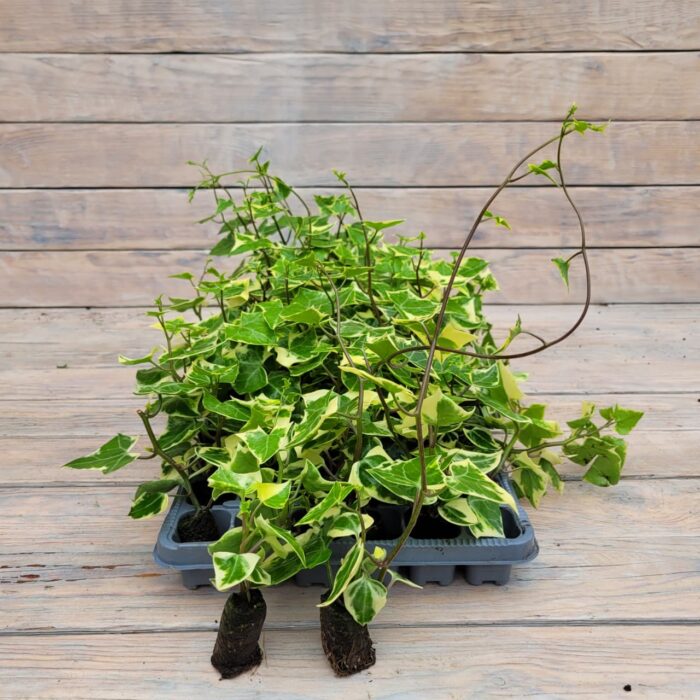 Крестовник черенки — изображение 2