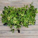 Крестовник черенки — изображение 4