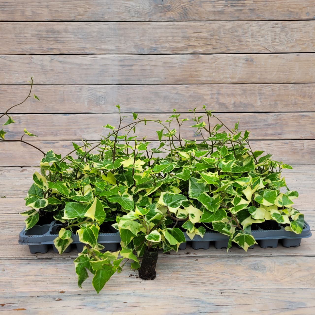 крестовник3 Крестовник черенки — изображение 1