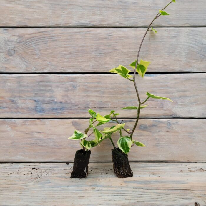 Крестовник черенки — изображение 3