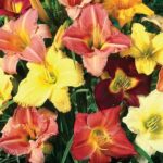 Лилейник микс d15