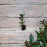 Нематантус черенки — изображение 2