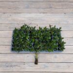 Нематантус черенки — изображение 3