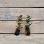 Нематантус черенки — изображение 4