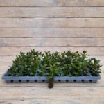 Нематантус черенки