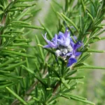 Розмарин 5л