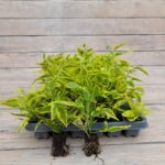 Паслен жасминовидный черенки — изображение 2