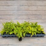 Паслен жасминовидный черенки