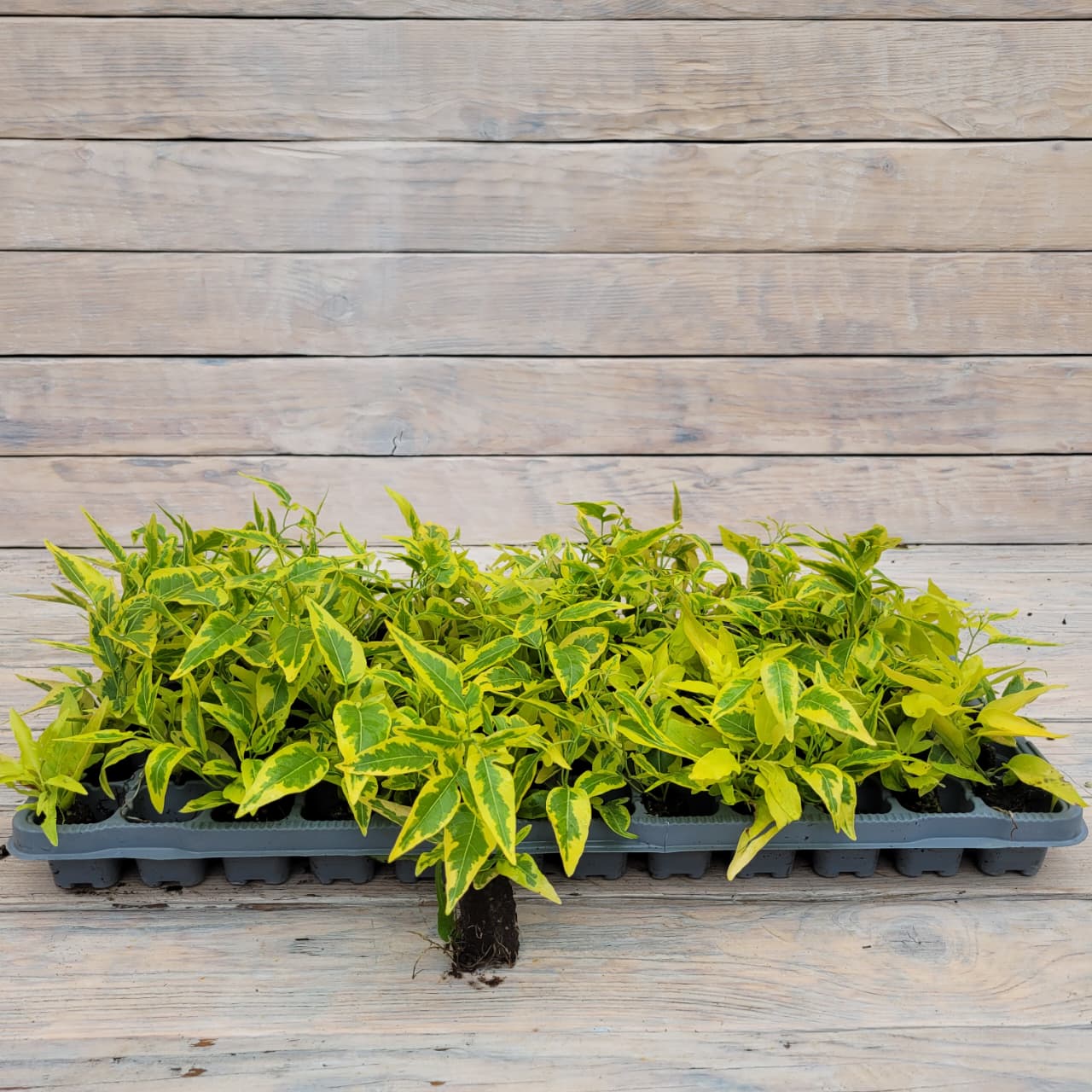 паслен жасмин Паслен жасминовидный черенки — изображение 1