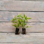 Паслен жасминовидный черенки — изображение 4