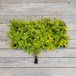 Паслен жасминовидный черенки — изображение 3