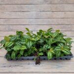 Пилея арбузная Кадье черенки