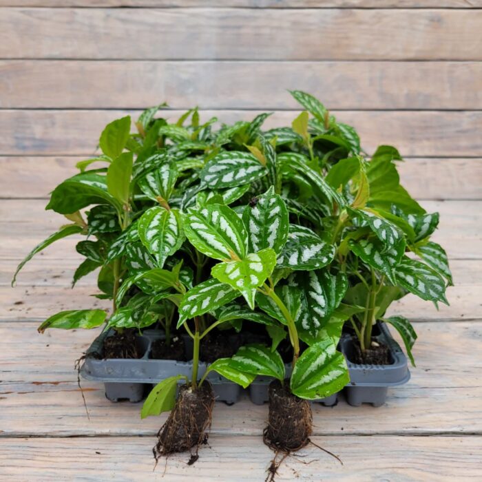 Пилея арбузная Кадье черенки — изображение 2