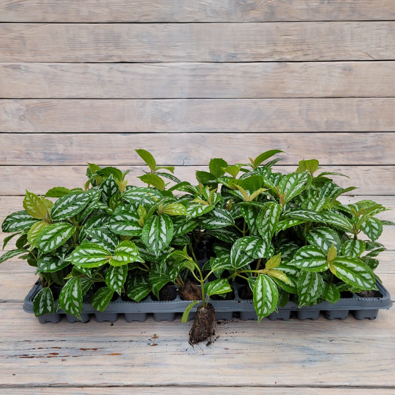 пилея кадье Пилея арбузная Кадье черенки — изображение 1