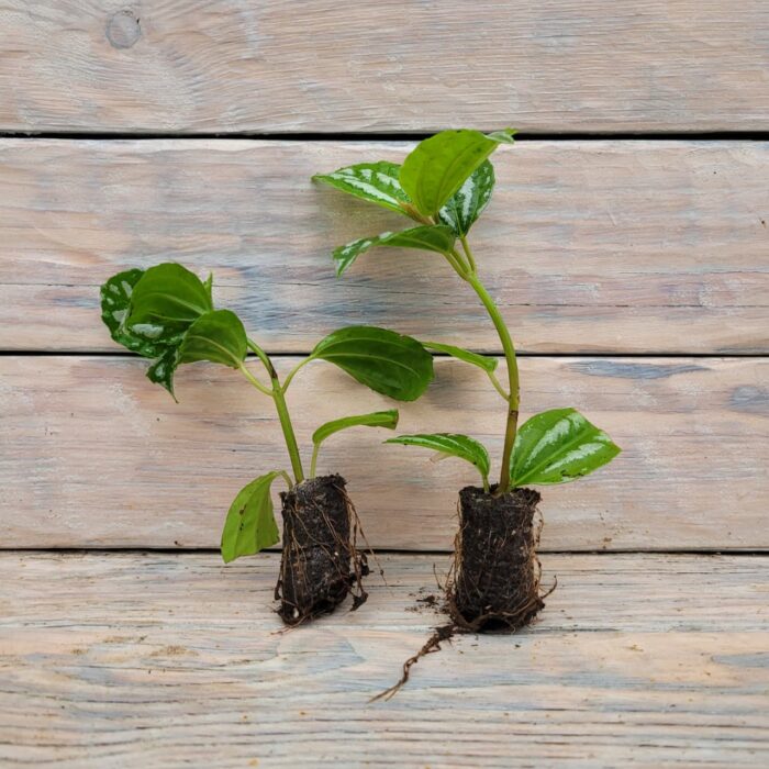 Пилея арбузная Кадье черенки — изображение 3