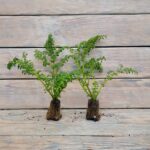 Пилея мелколистная (елочка) черенки — изображение 2