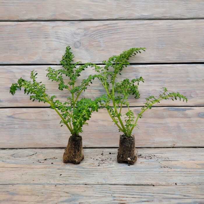 Пилея мелколистная (елочка) черенки — изображение 2