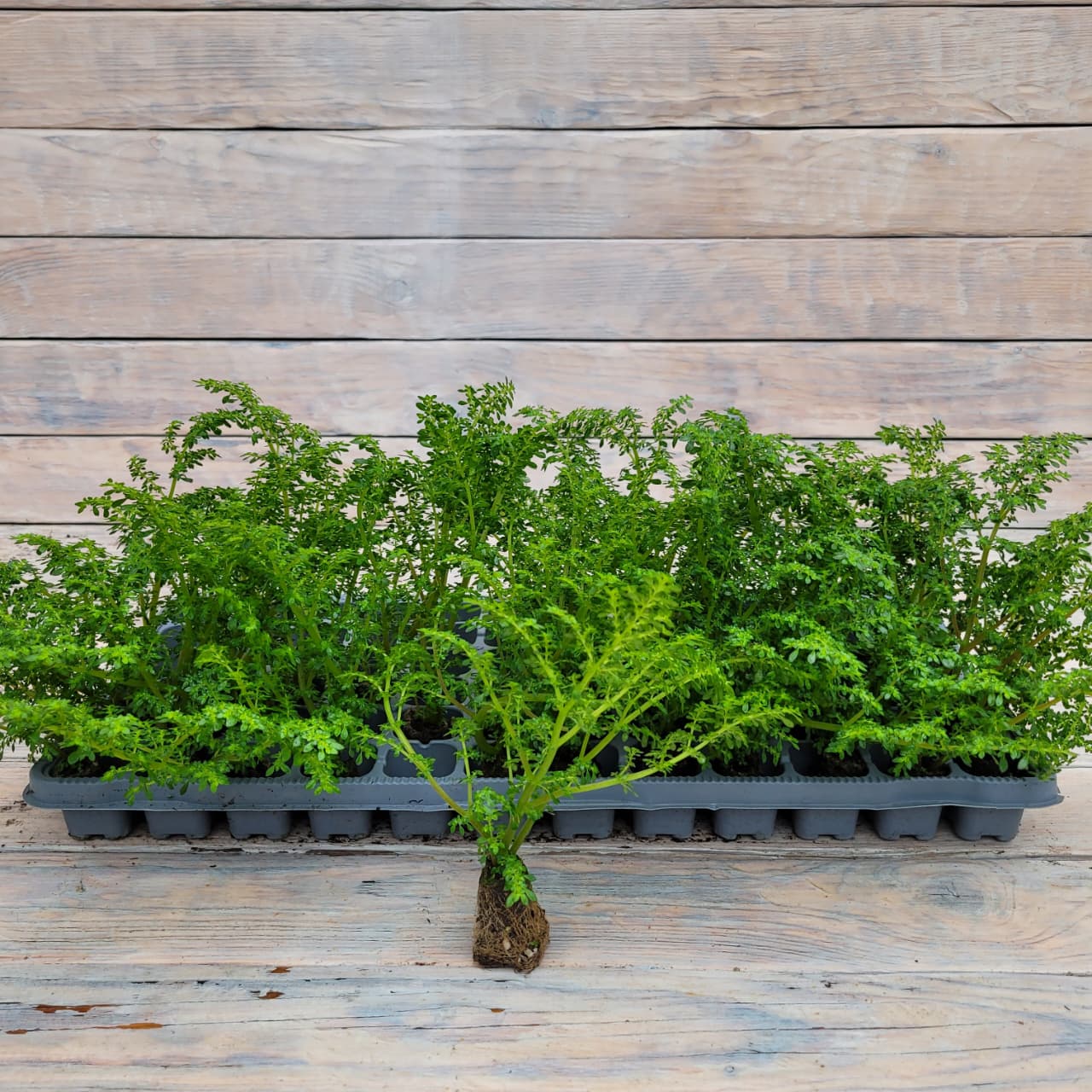 пилея мелколистная елочка Пилея мелколистная (елочка) черенки — изображение 1