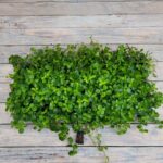 Пилея прижатая черенки — изображение 2