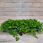 Пилея прижатая черенки