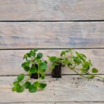 Пилея прижатая черенки — изображение 3