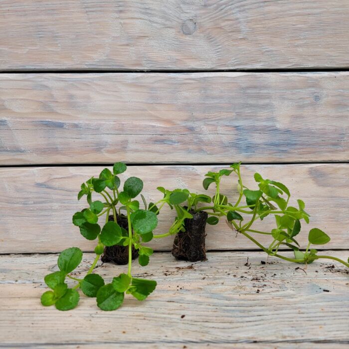 Пилея прижатая черенки — изображение 3