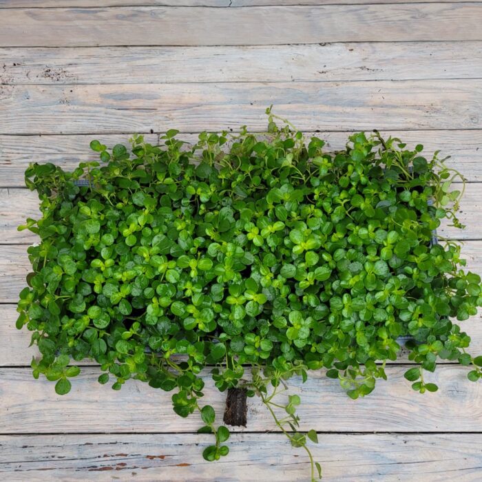 Пилея прижатая черенки — изображение 2