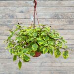 Плектрантус Голд (ЖЕЛТЫЙ ЛИСТ) кашпо d15