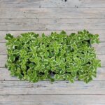 Плектрантус колеусовидный (пестрый) черенки — изображение 2