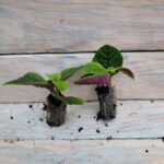 Плектрантус краснеющий черенки — изображение 3