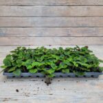 Плектрантус краснеющий черенки