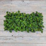 Плектрантус краснеющий черенки — изображение 2